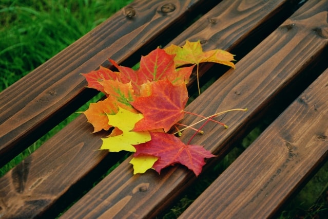 Blätter auf Holzbank